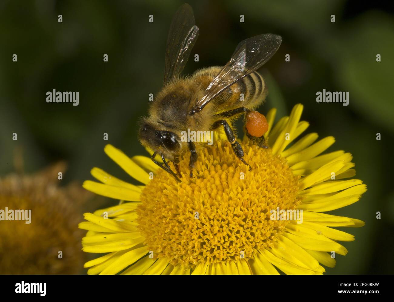 Westliche Honigbiene (APIs mellifera), ausgewachsene Arbeitnehmerin, mit „Pollenkorb“ am Bein, ernähren sich von Blüten von Gemeiner Fleabane (Pulicaria dysenterica) Stockfoto