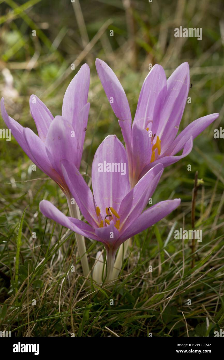 Blühender Wiesensaft (Colchicum herbstliche), im alten Grünland, Rumänien Stockfoto