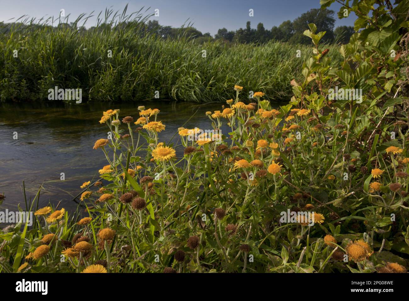 ruhrflohkraut (Pulicaria dysenterica), Blüte am Fluss, Fluss Piddle, Wareham Common, Dorset, England, Vereinigtes Königreich Stockfoto