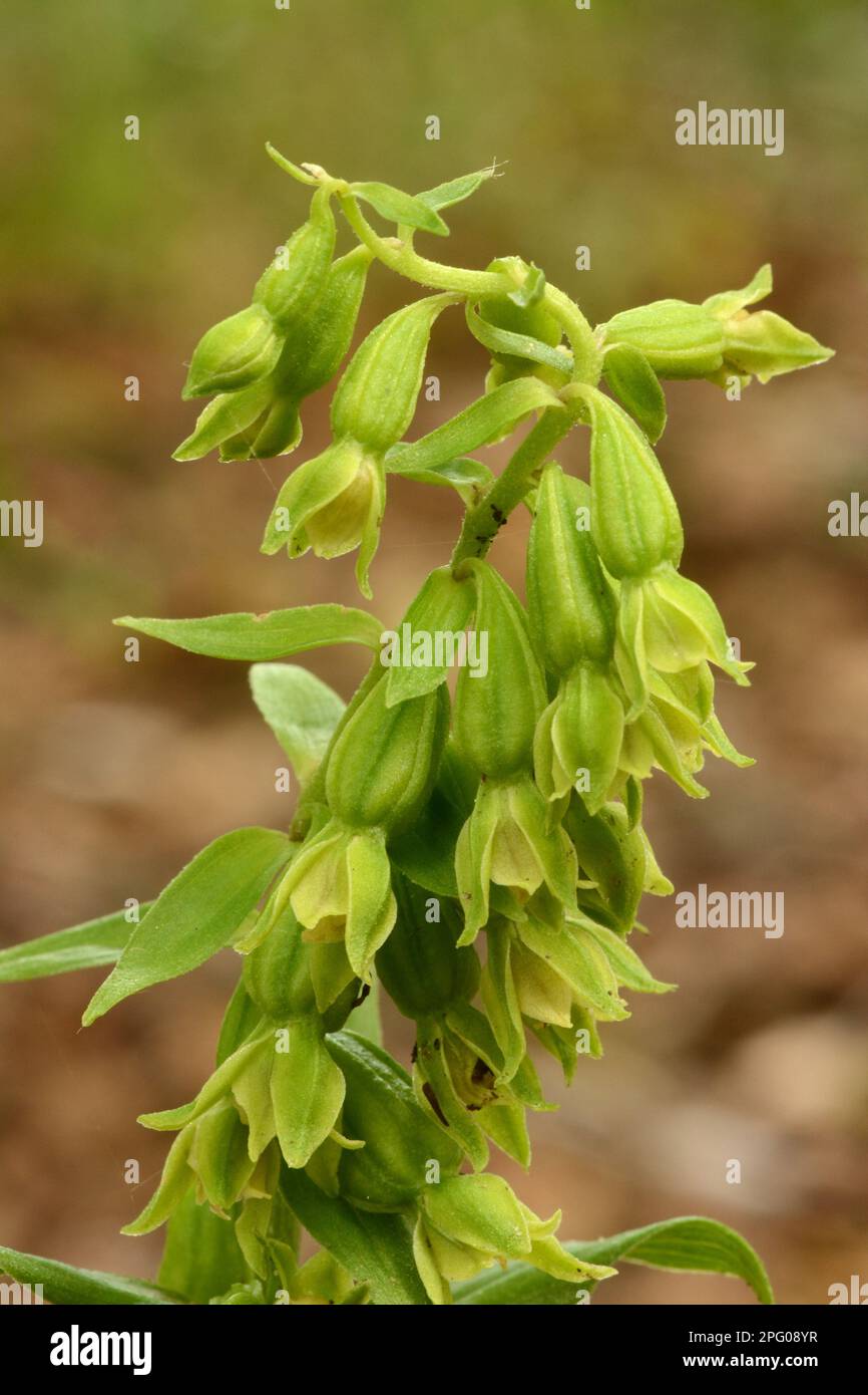 Grünblühendes Helleborin (Epipactis phyllanthes) Nahaufnahme von Flowerspike, Oxfordshire, England, Vereinigtes Königreich Stockfoto