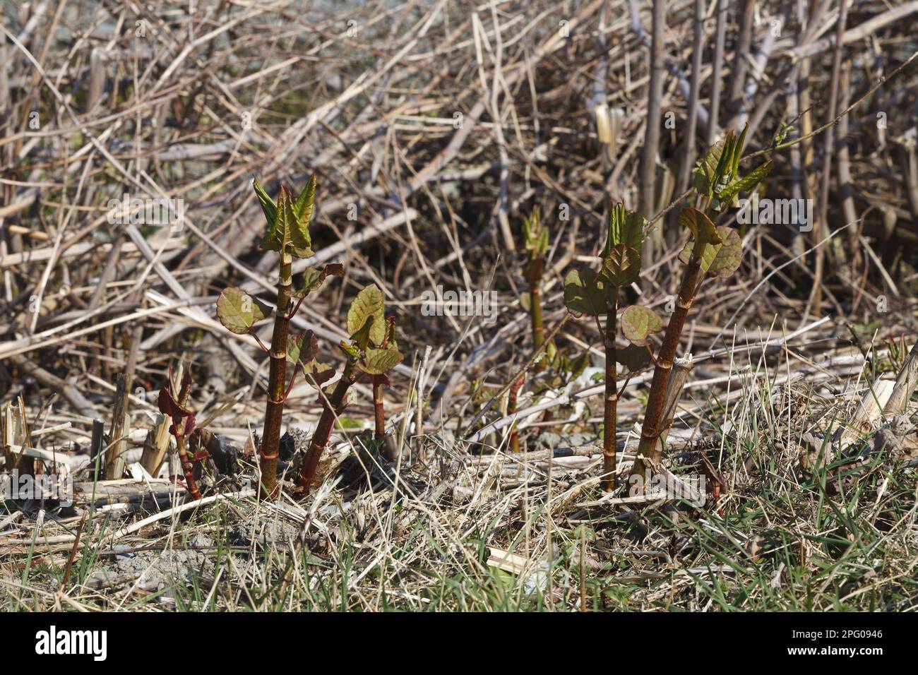 Reynoutria japonica, japanisches Knotweed, japanisches Knotweed, Kamchatka Knotweed, Familie Knotweed, Japanisches Knotweed F Stockfoto
