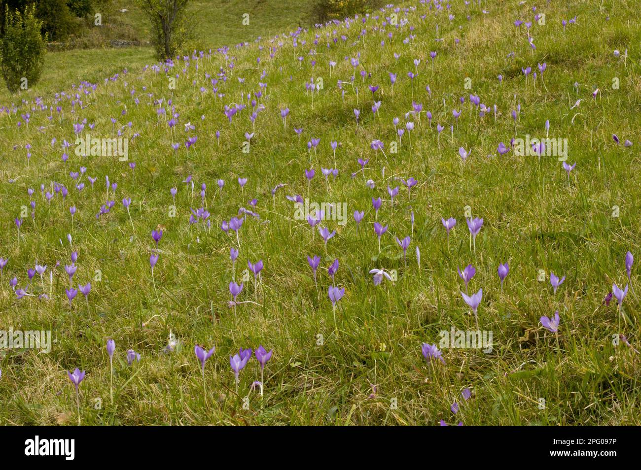 Crocus (Crocus banaticus) iridiflorus, Transsilvanian Autumn Crocus, Familie Iris, Herbstblüte Crocus, gemessen in Weidelebensraum, Fundata Pass Stockfoto