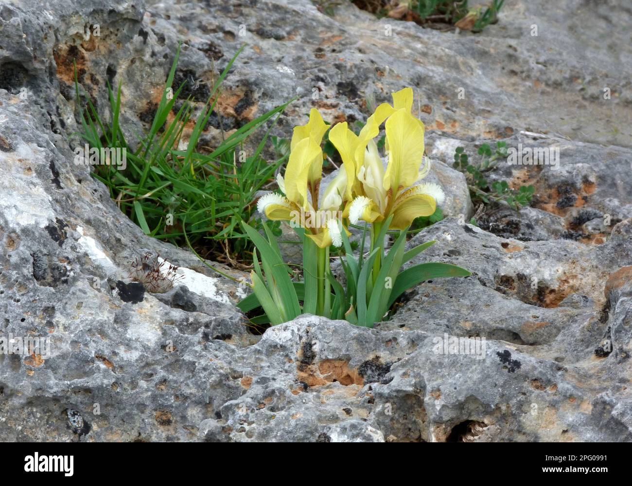 Südliche Zwergiris (Iris pseudopumila), gelbe Form, blühend, wächst in Kalksteinspalten, Südgriechenland Stockfoto