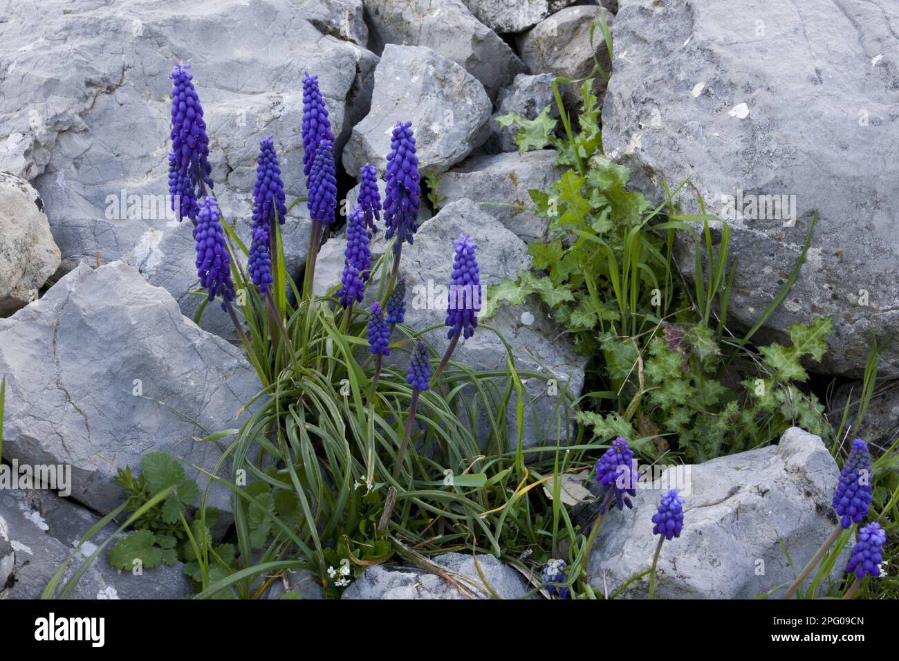 Muscari racemosum, Vineyard Traubenhyazinth, Traubenhyazinth, missverstandene Traubenhyazinth, Lily Familie, Stärke Traubenhyazinth (Muscari neglectum) Stockfoto