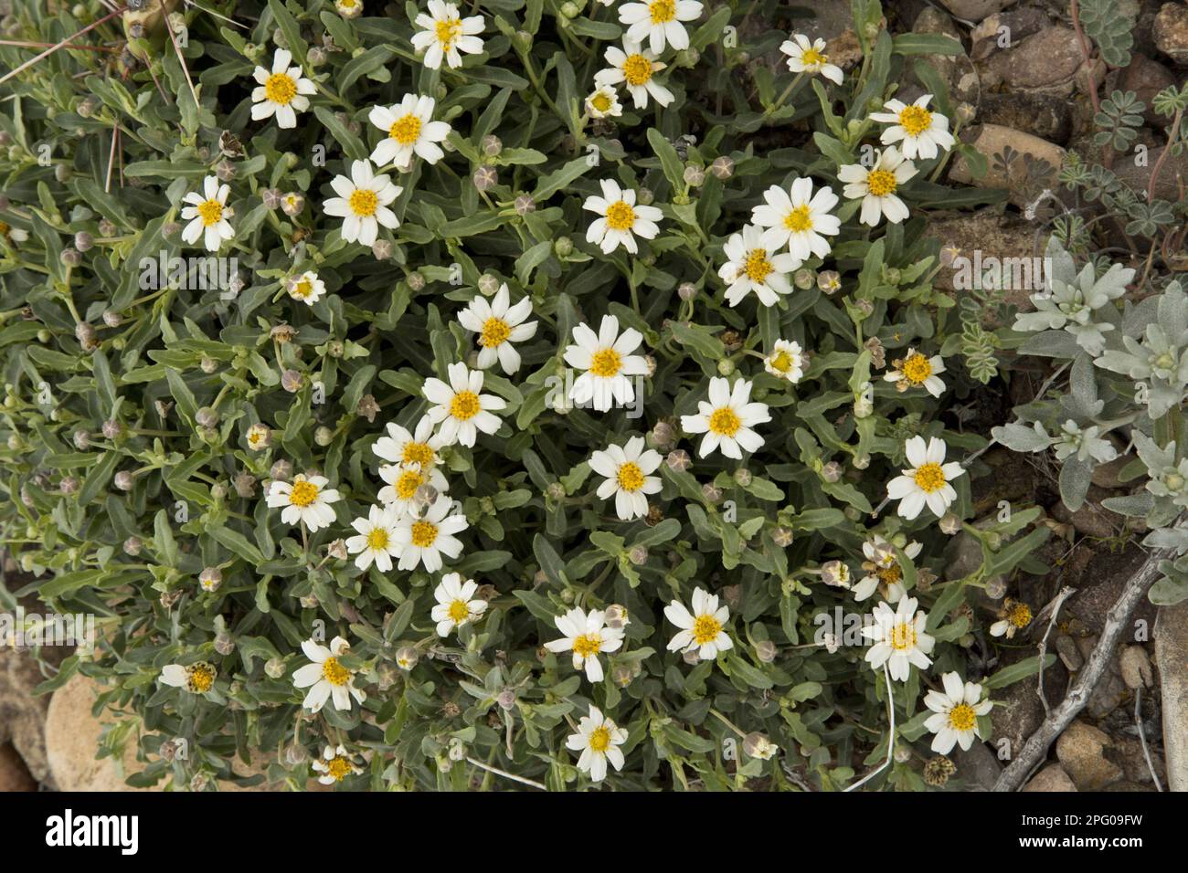 Blühende Tiefseegarnele (Melampodium leucanthum), Big Bend N. P. Chihuahuan Desert, utricularia ochroleuca (U.) (U.) S.A. Stockfoto