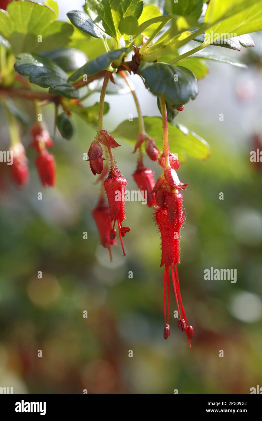 Fuchsienblühende Stachelbeere aus nächster Nähe in Garten, Powys, Wales, Großbritannien Stockfoto Fuchsienblühende Stachelbeere aus nächster Nähe in Garten, Powys, Wales, Großbritannien Stockfoto