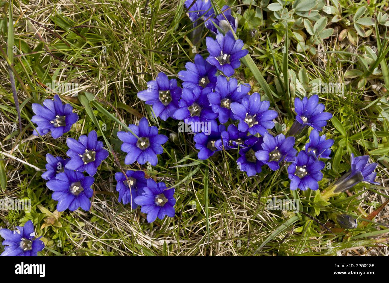 Pyrenäischer Enzian (Gentiana pyrenaica) in Blume (um 2700m Uhr), Ovit Pass, Pontic Mountains, Anatolien, Türkei Stockfoto