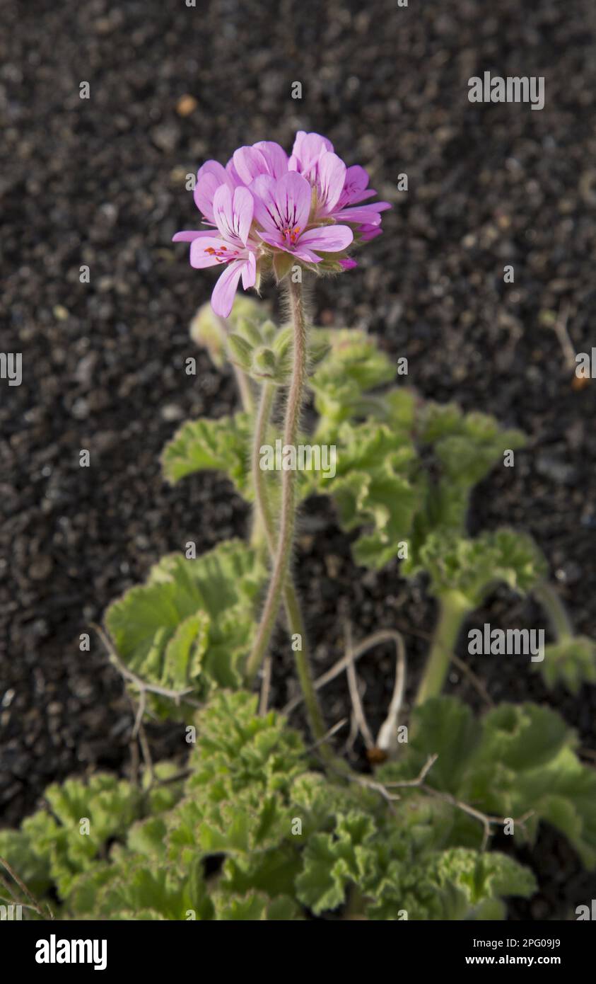 Rosenatar mit Rosenduft (Pelargonium capitatum) führte Arten ein, die blühen, auf Lava wachsen, Lanzarote, Kanarische Inseln Stockfoto