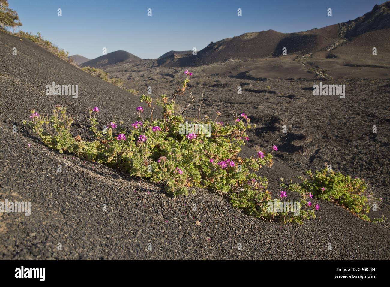Rosenatar mit Rosenduft (Pelargonium capitatum) führte Arten ein, die blühen und in vulkanischem Lebensraum auf Lava wachsen, Lanzarote, Kanarische Inseln Stockfoto