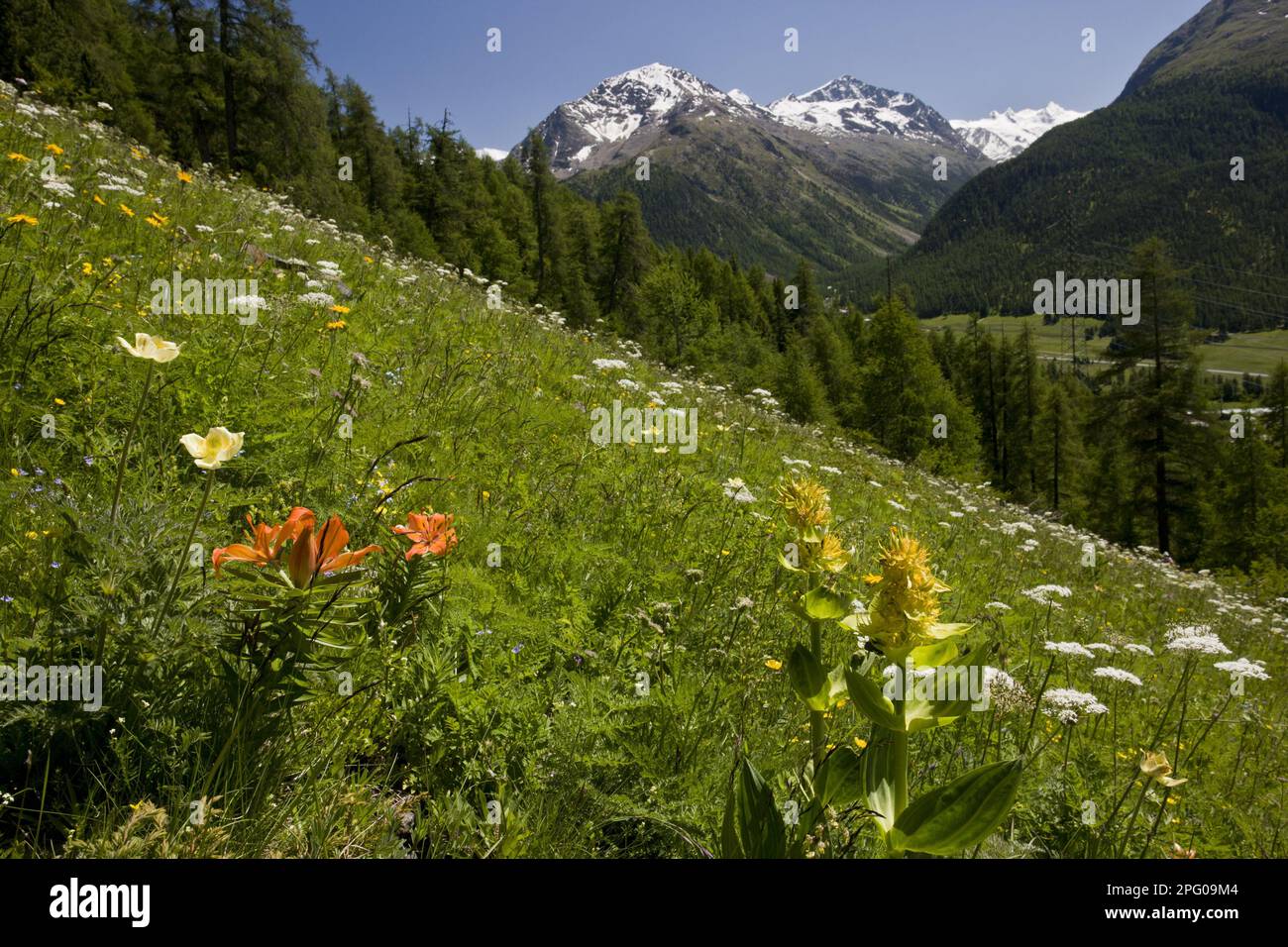 Orangenlilie (Lilium bulbiferum), Gelbflossengentian (Gentiana lutea) und andere blühende Wildblumen, die in einem alpinen Lebensraum wachsen, oben Stockfoto