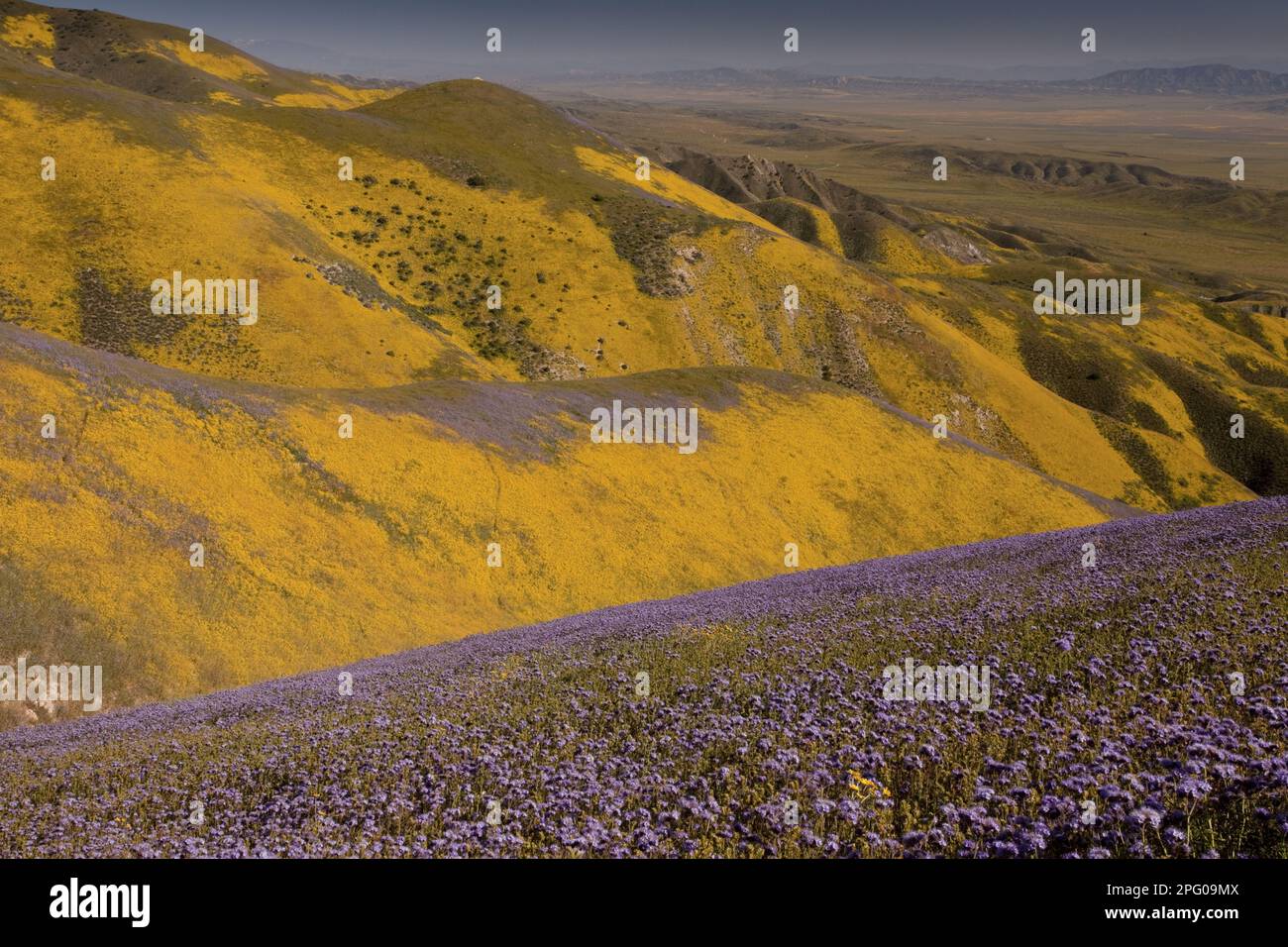 Ansicht der Messungen von Wildblumen, hauptsächlich Hillside Daisy Scorpion-Unkraut (Phacelia), das Hügel, Temblor Range, Carrizo Plain, Kalifornien (U.) S.A. Stockfoto