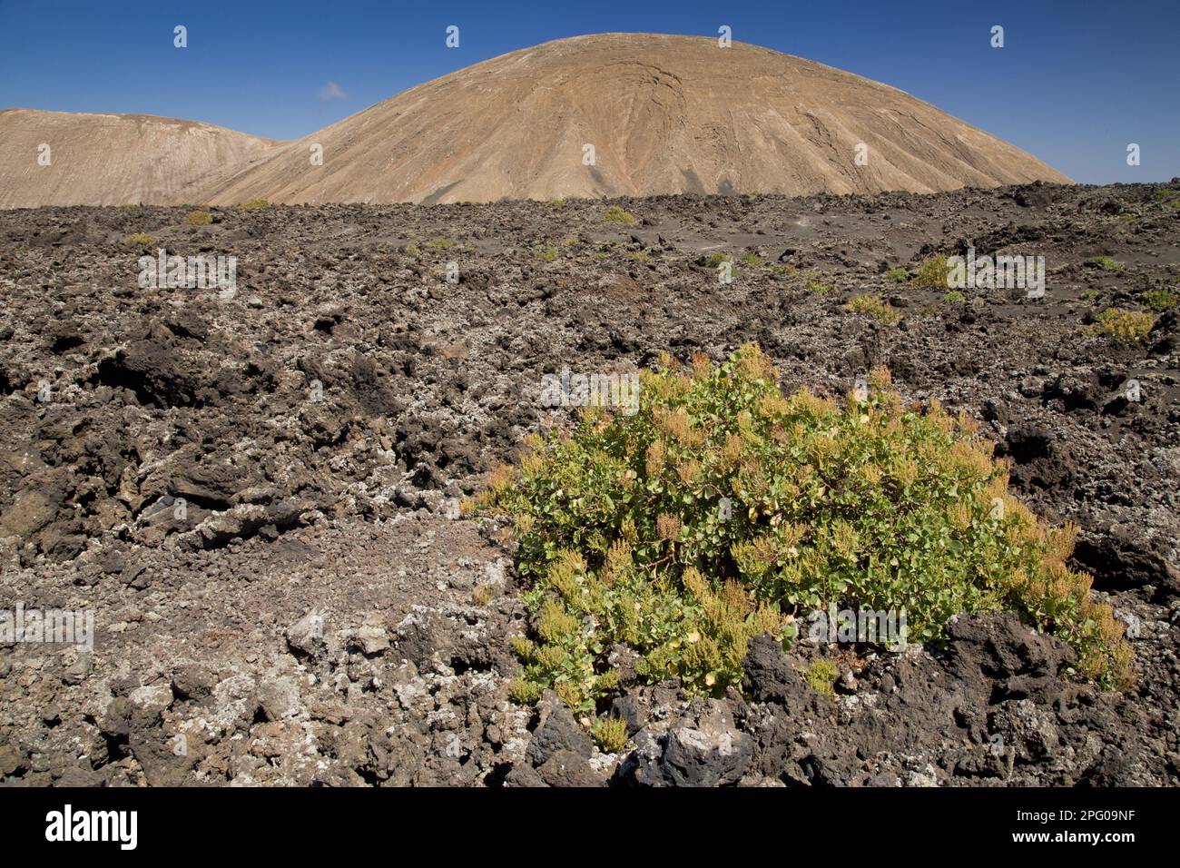 Kanariensorrel (Rumex lunaria), der in jüngerer Zeit im vulkanischen Habitat aus Lava wächst, Timanfaya N. P. Lanzarote, Kanarische Inseln Stockfoto