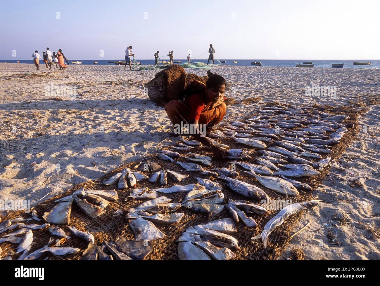 Fischer, die Fisch trocknen in Dhanushkodi oder Danushkodi, Tamil Nadu, Indien, Asien Stockfoto