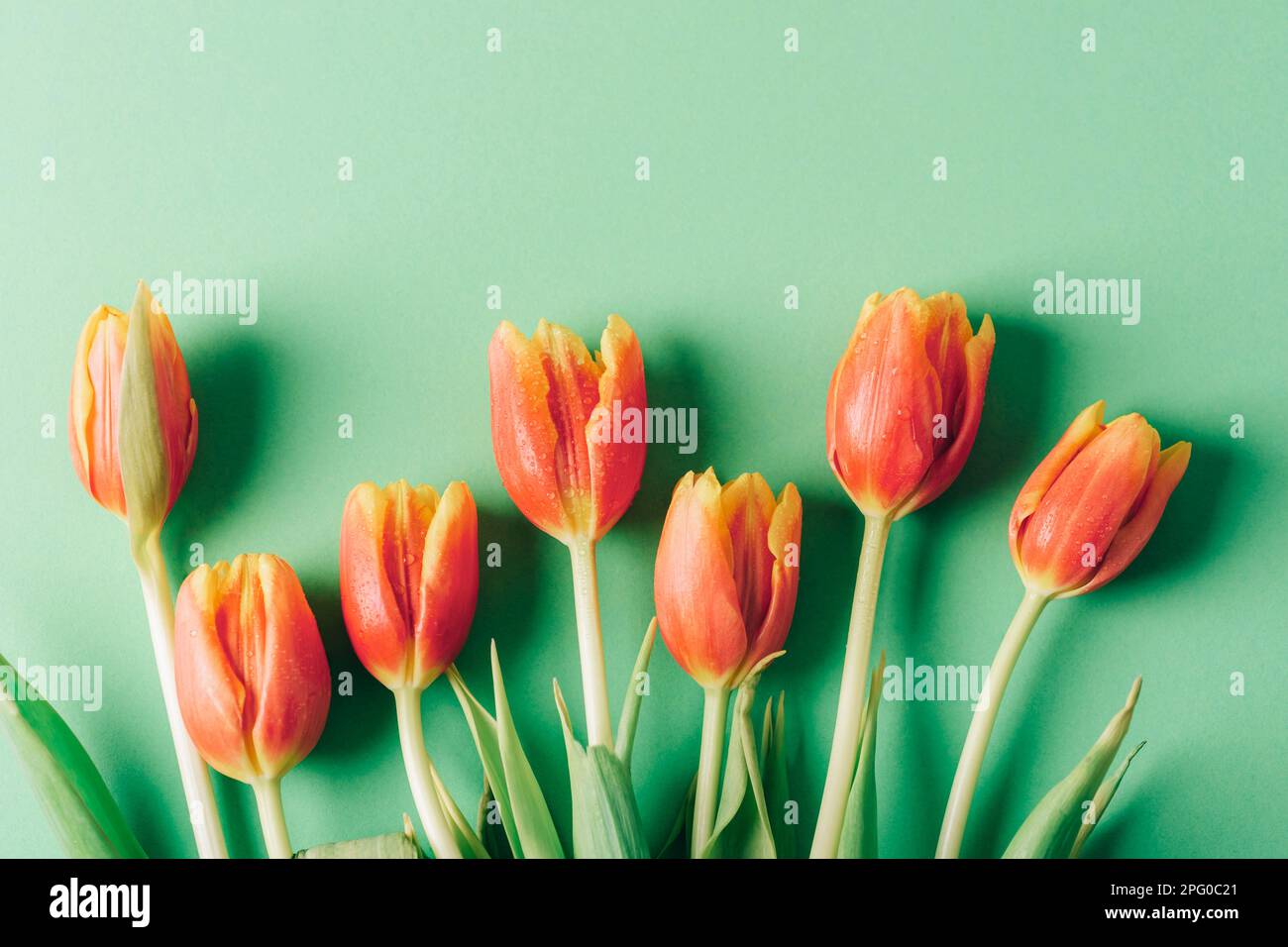 Orangefarbene Tulpenblüten mit Tautropfen auf grünem Hintergrund. Frühjahrsferien-Konzept. Draufsicht, flach liegend. Stockfoto