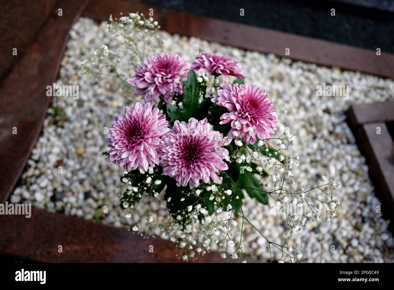Rosa Chrysanthemen-Strauß auf einem Grab mit weißen Kieseln auf verschwommenem Hintergrund Stockfoto