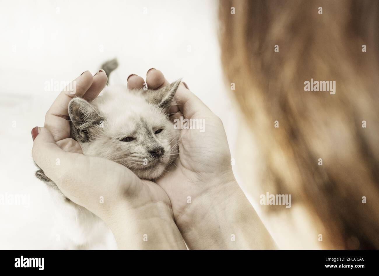 Das Kätzchen bekommt zu viele Umarmungen von einem Menschen Stockfoto