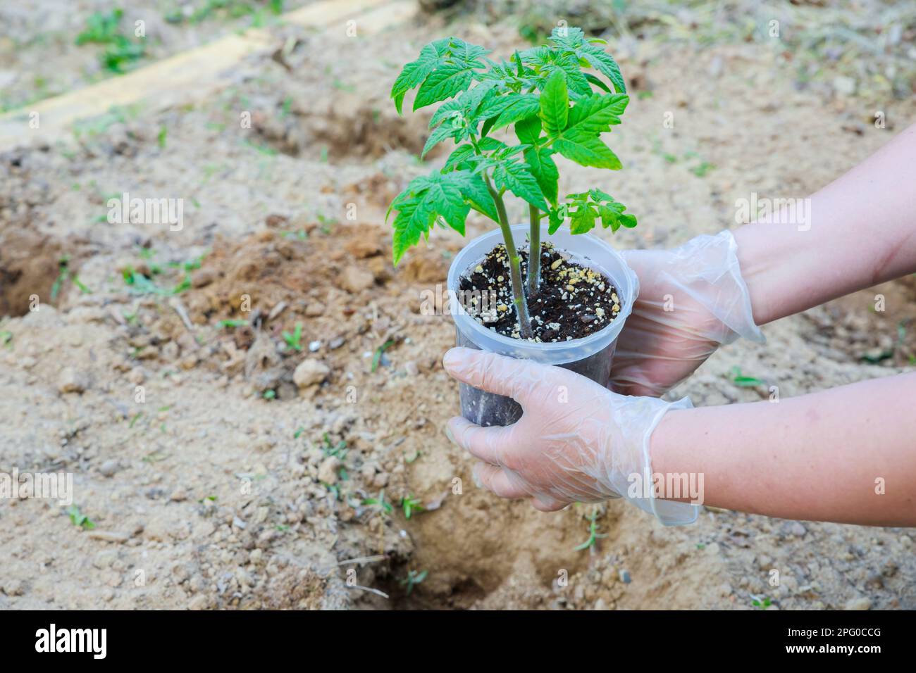 Tomatenkeimlinge, die im Boden gepflanzt werden. Stockfoto