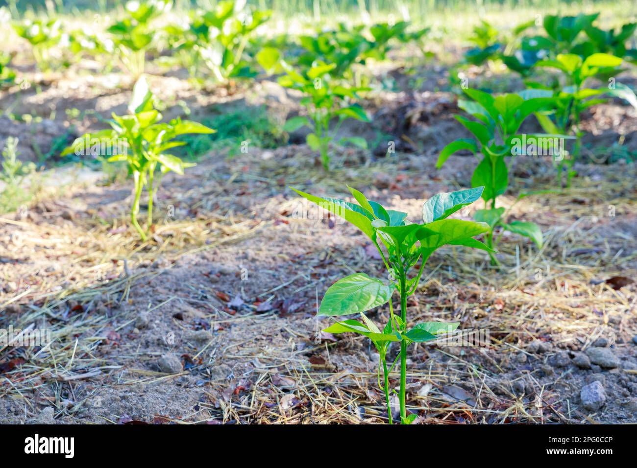 Im Boden werden Setzlinge von süßem Paprika gepflanzt. Stockfoto