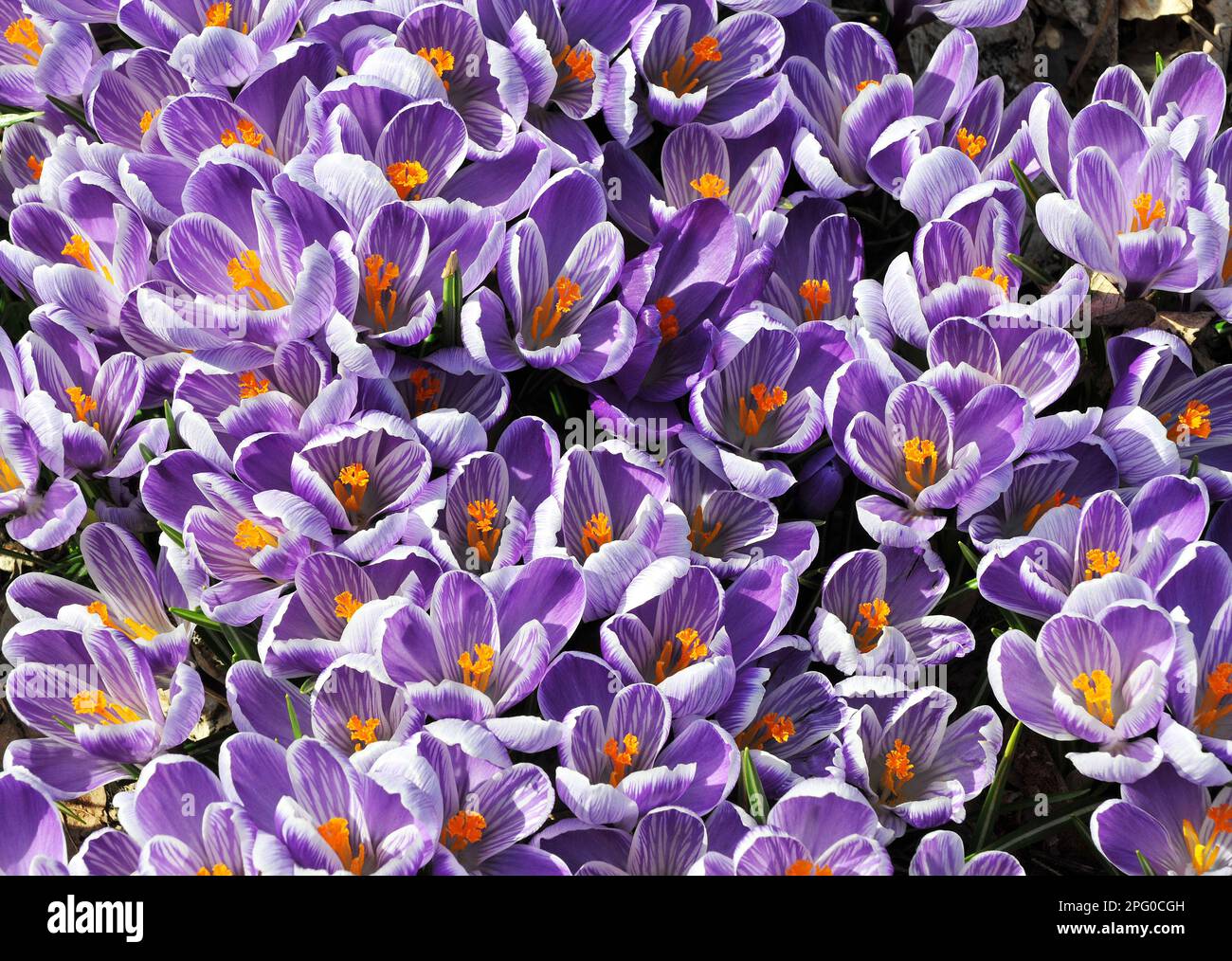 Frühling ist da Stockfoto