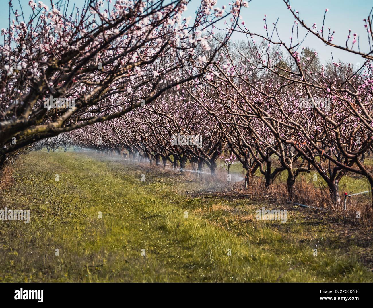 Bewässerungssystem für Bäume. Im Frühling bewässerte Aprikosenbäume. Blühende Aprikosenblüten Stockfoto