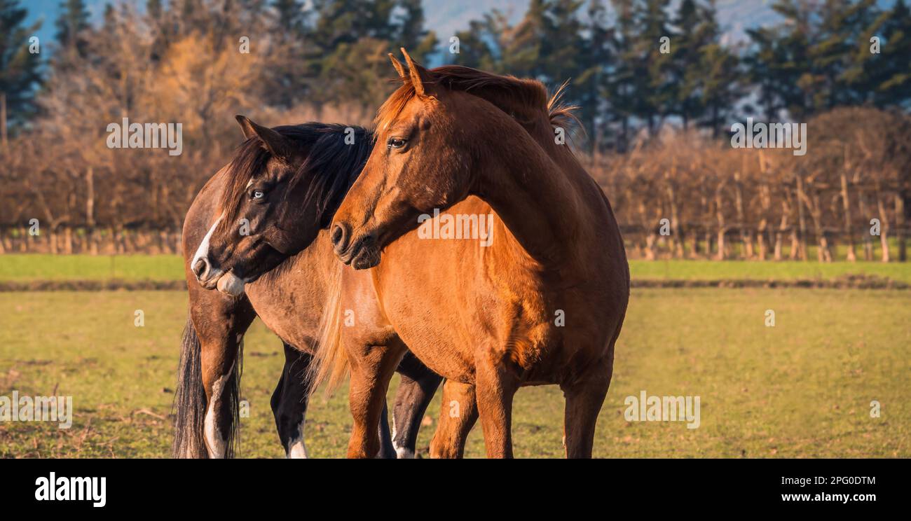 Porträt von zwei Pferden, die morgens in die gleiche Richtung schauen. Zwei braune Pferde in der Morgensonne auf der Weide. Ein Pferd mit blauen Augen. Stockfoto