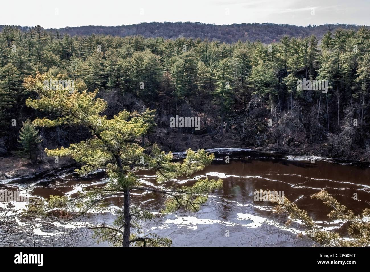 Kiefern entlang der St. Croix River im Interstate State Park an einem Frühlingsmorgen in Taylors Falls, Minnesota, USA. Stockfoto