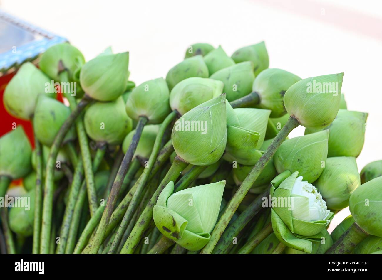 Lotusblume für Mönche, weiße oder grüne Lotusblumen für den buddha im buddhismus Stockfoto