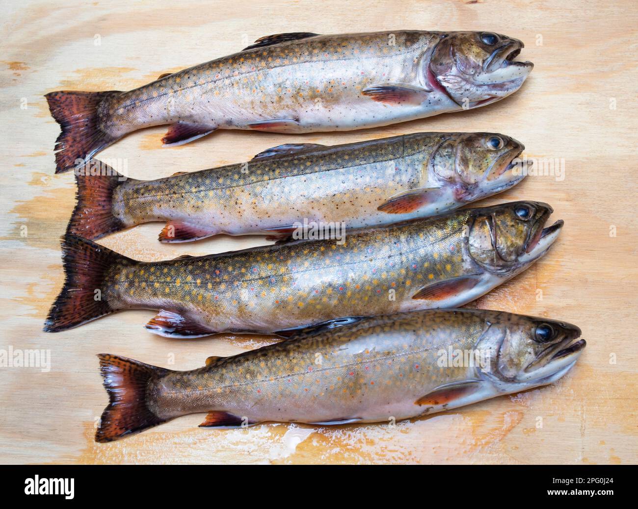 Schöner Fang von Bachforellen aus einem See in Maine Stockfoto