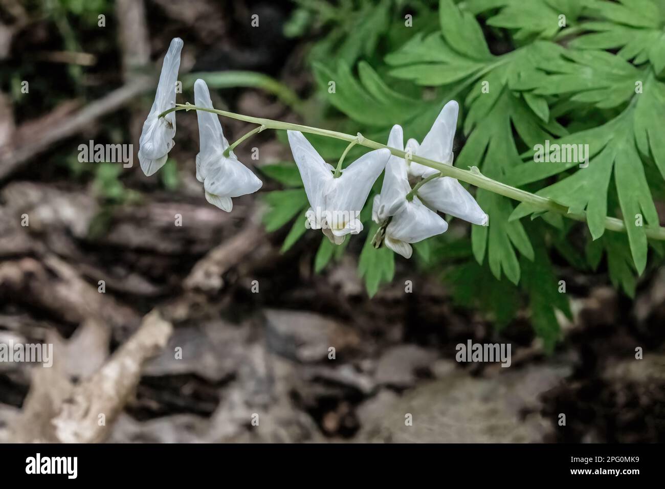 Dutchman's Hoechsen blühen im Frühling in den Wäldern in Taylors Falls, Minnesota, USA. Stockfoto