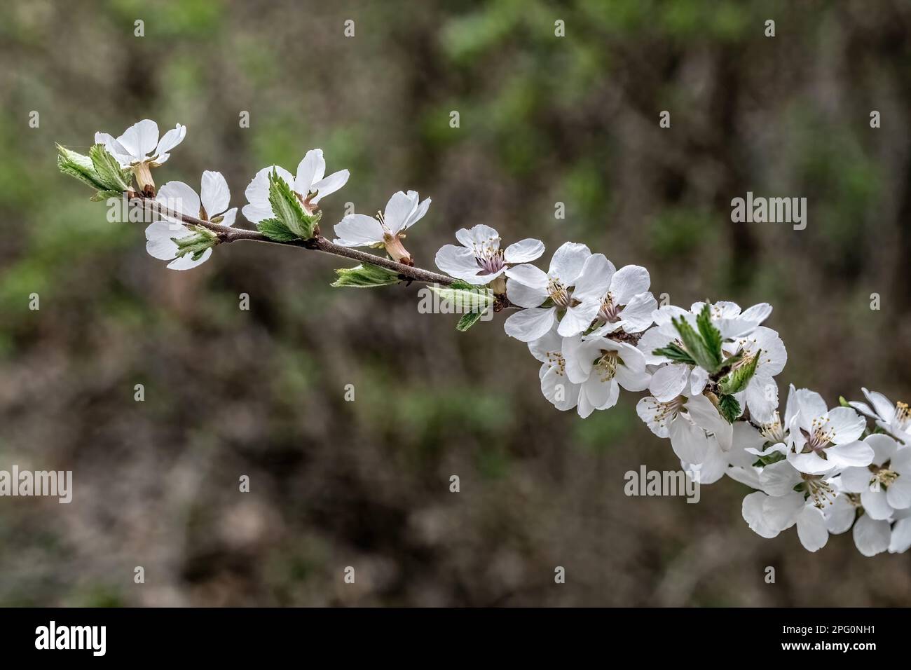 Im Frühling blühen weiße Kirschblüten auf einem Baum in Taylors Falls, Minnesota, USA. Stockfoto