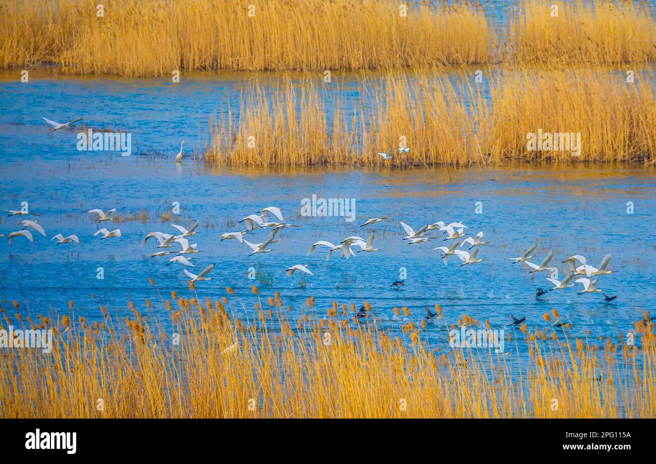 SUQIAN, CHINA - 19. MÄRZ 2023 - Hunderte Reiher versammeln sich im Feuchtgebiet des Hongze Lake in Suqian, Provinz Jiangsu, 19. März 2023. Stockfoto