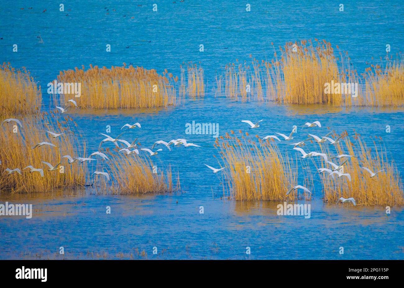 SUQIAN, CHINA - 19. MÄRZ 2023 - Hunderte Reiher versammeln sich im Feuchtgebiet des Hongze Lake in Suqian, Provinz Jiangsu, 19. März 2023. Stockfoto