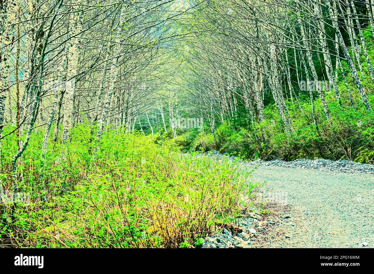 Die Blue Lake Road führt durch den Tongass National Forest zum Lake, Damm und Forest Service Campingplatz in der Nähe von Sitka, Alaska, USA Stockfoto