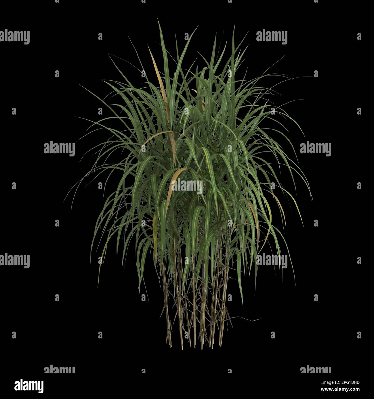 3D Darstellung des auf schwarzem Hintergrund isolierten Busches von Miscanthus giganteus Stockfoto