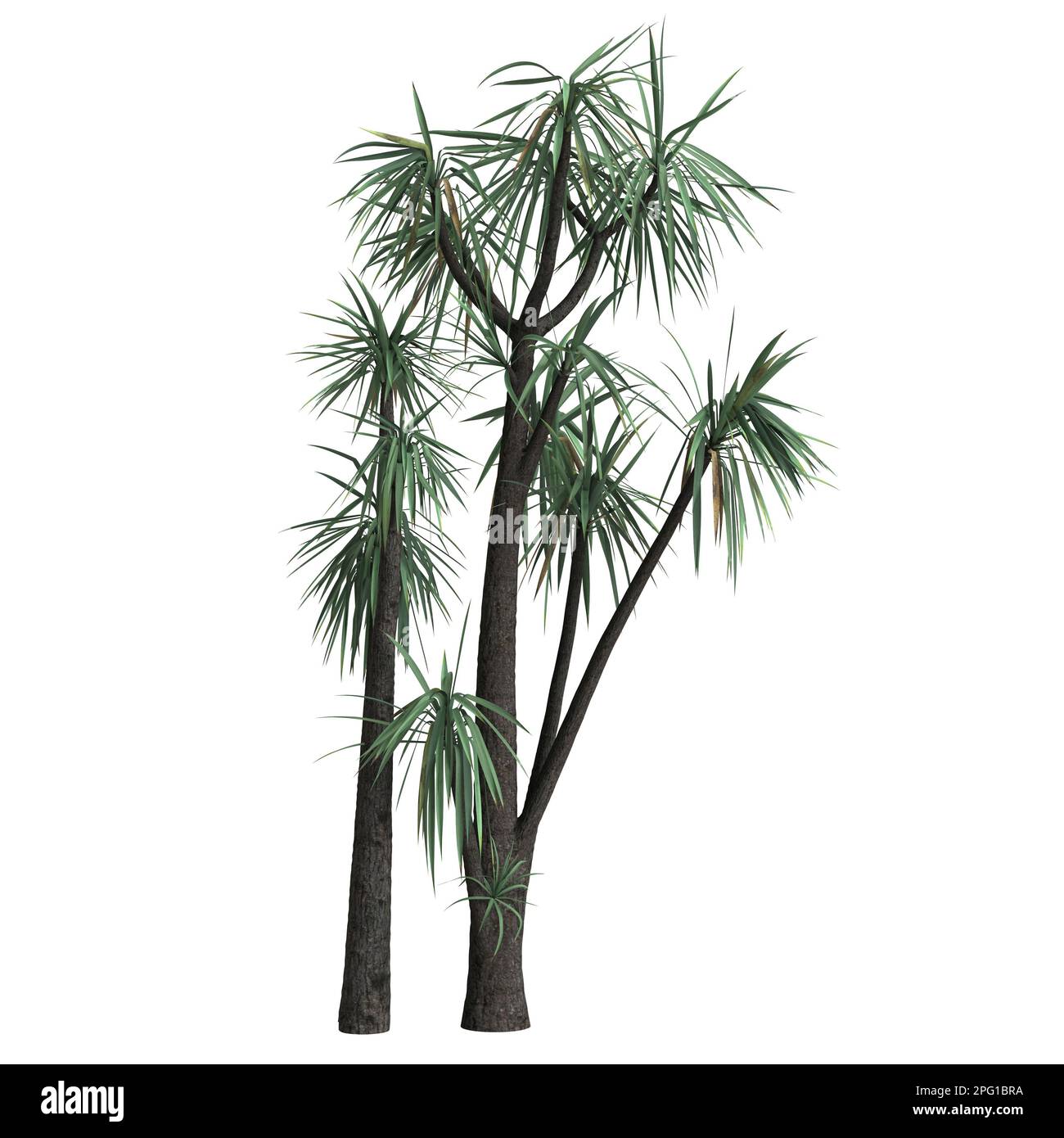 3D-Darstellung eines auf weißem Hintergrund isolierten Yucca schottii-Baumes Stockfoto