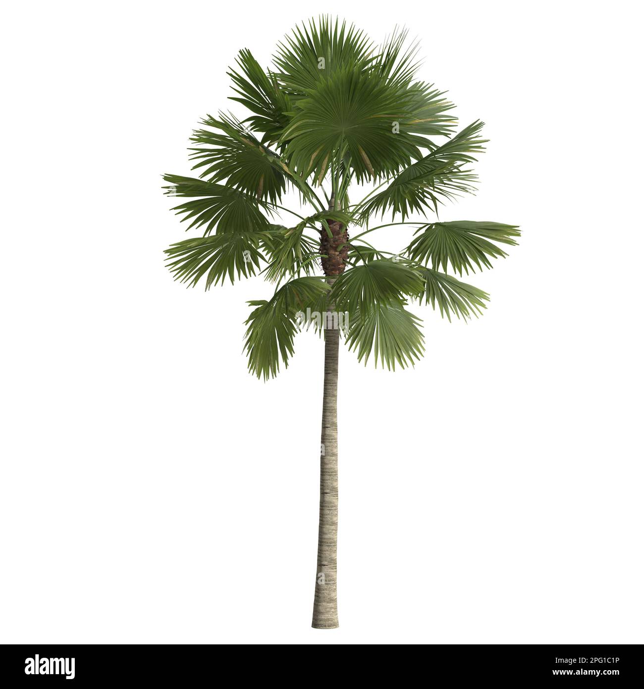 3D-Darstellung von Saribus rotundifolius palm isoliert auf weißem Hintergrund Stockfoto