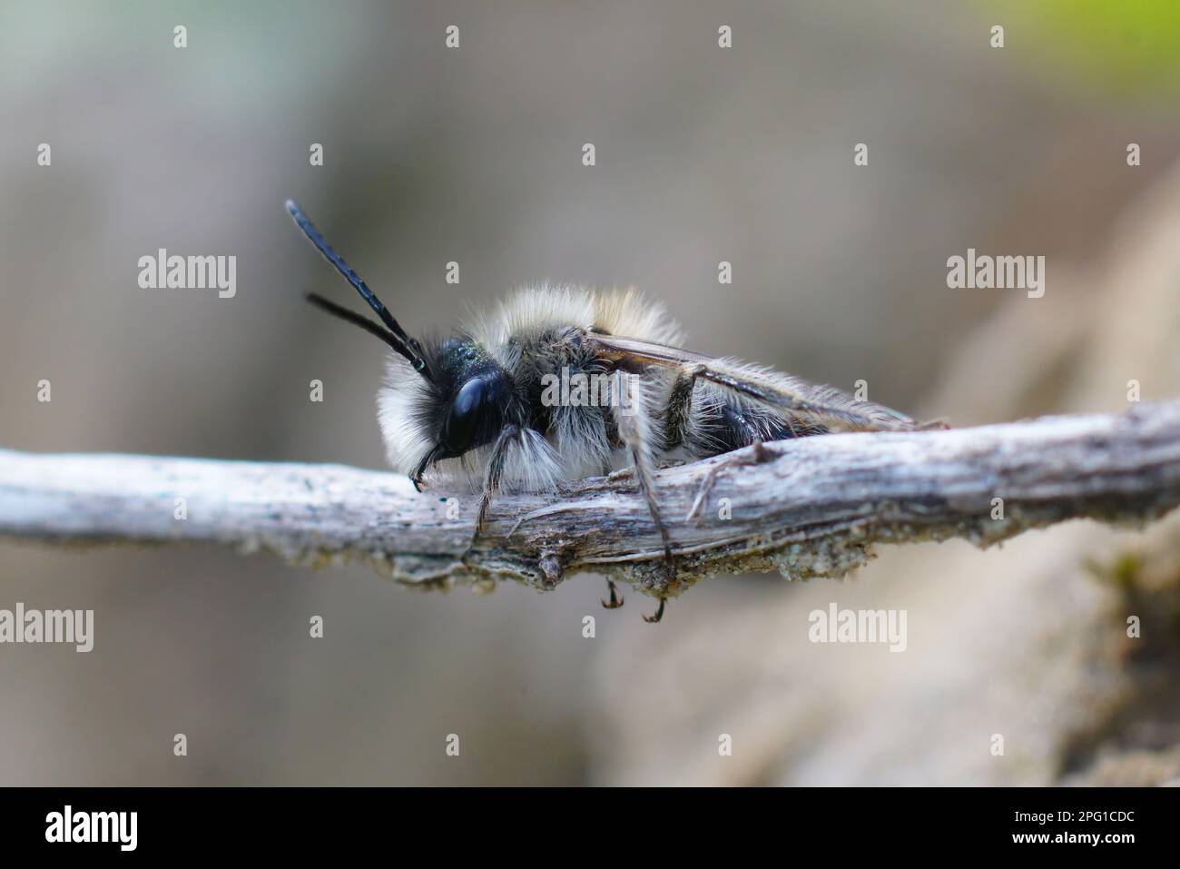 Natürliche Nahaufnahme einer männlichen Clarkes Bergbaubiene, Andrena Clarkella sitzt in einem Zweig Stockfoto