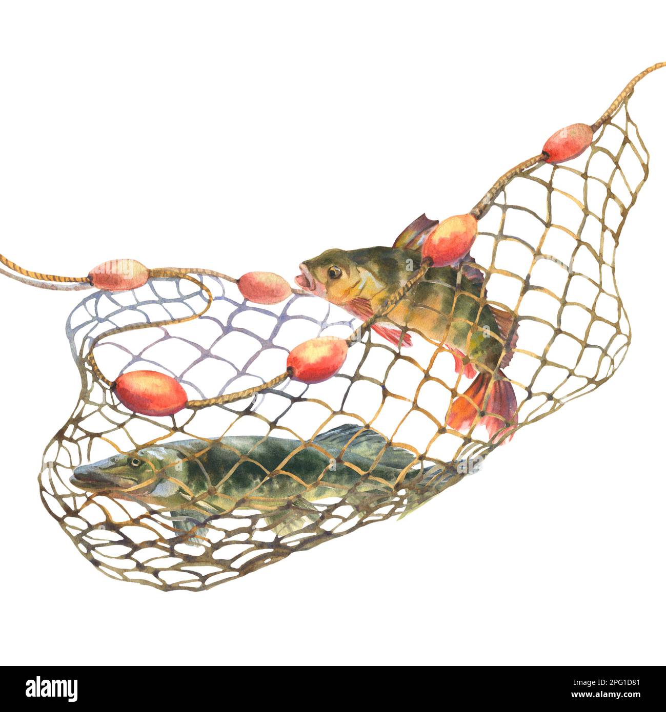 Aquarell-Darstellung, Fisch gefangen in einem Fischernetz. Barsch und Hecht  verwickelt in einem Fischernetz, isoliert auf weiem Hintergrund.  Ausschneiden des ClipArt-Elements Stockfotografie - Alamy