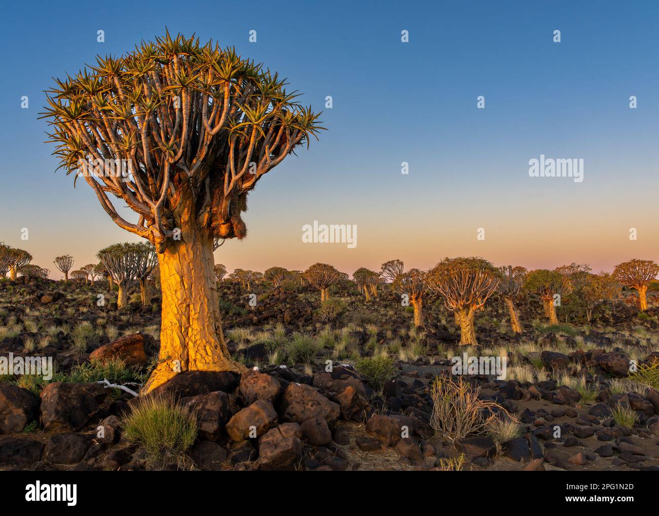 Quivertree Forest, Gariganus, Keetmanshoop, Namibia, 2023. Einer der Orte auf der Welt, wo diese Bäume eine Zahl haben, die einen Wald erzeugt. Stockfoto