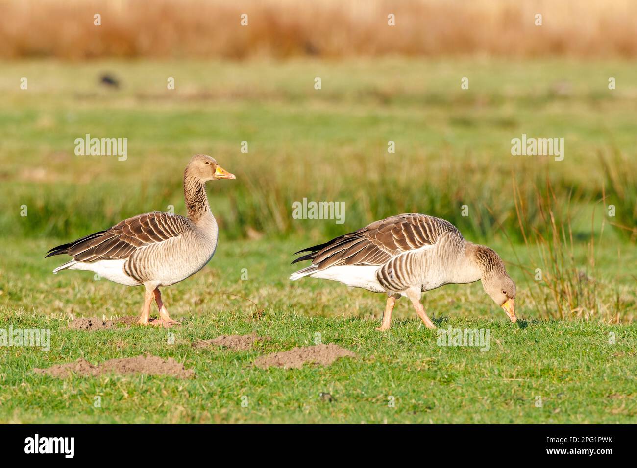 Nahaufnahme eines Paars aufmerksamer grauer Gänse, Anser Anser, die in ihrer natürlichen Umgebung grasgrüne Wiesen mit frisch graviertem gr Stockfoto
