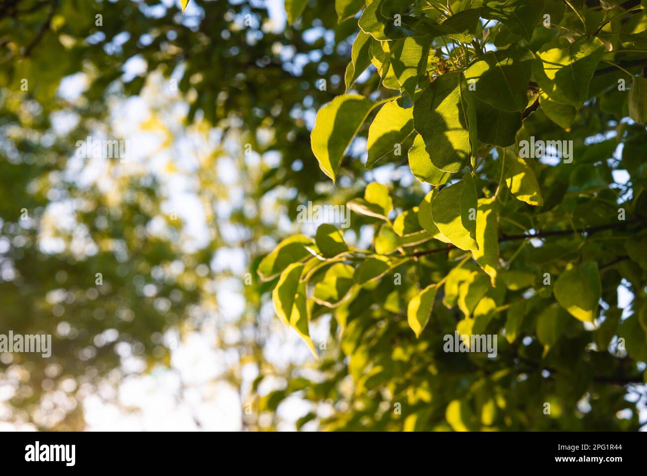 Konzeptfoto des Earth Day. Selektiver Fokus der Blätter auf dem Baum, beleuchtet durch Sonnenlicht. Konzept der CO2-Neutralität. Stockfoto