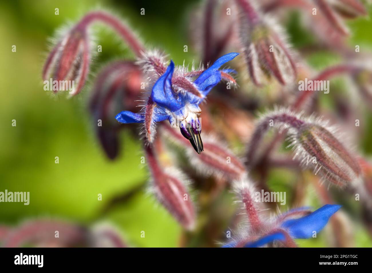 Bluehender Borretsch Stockfoto