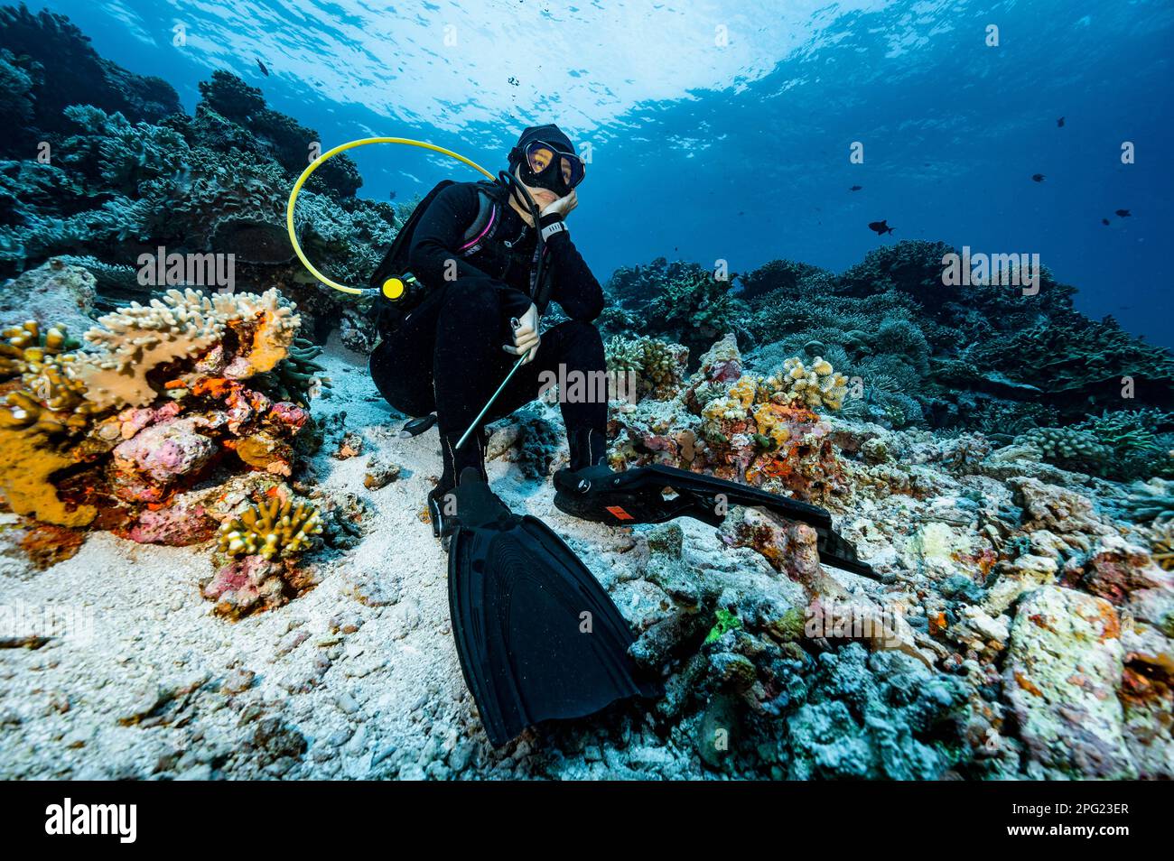 taucher sitzt auf dem Meeresboden in der Banda-See/Indonesien Stockfoto