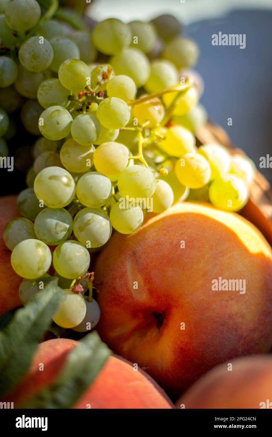 Trauben im frühmorgendlichen Sommersonnenlicht Stockfoto