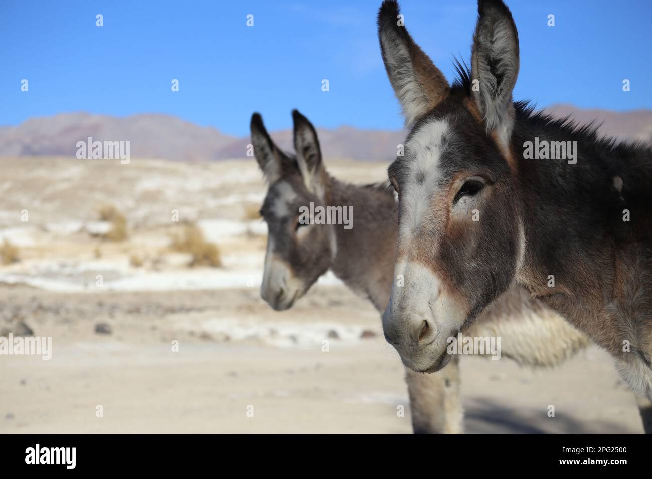 Füttere die wilden Esel nicht Stockfoto