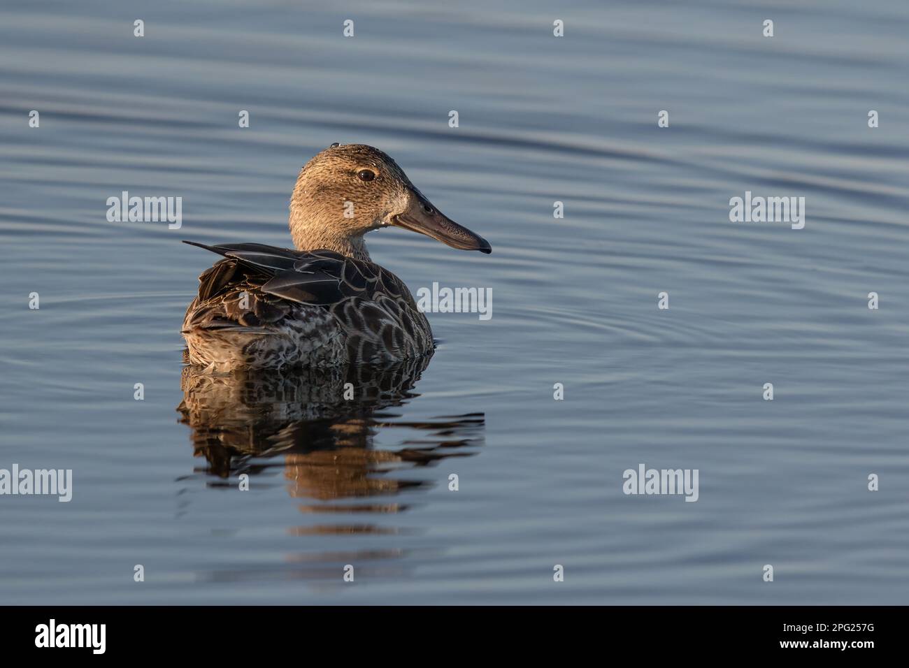 Ein Zimtblaugrün am späten Abend Stockfoto