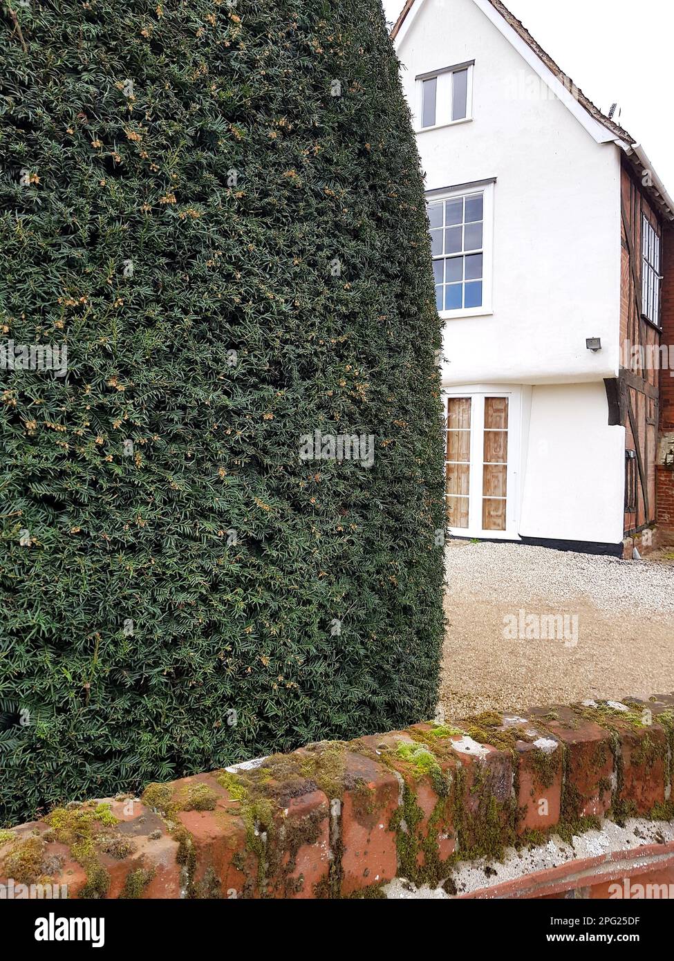 Ein historisches Bauernhaus mit einem Eibenbaum im Vordergrund in Essex, Großbritannien. Stockfoto