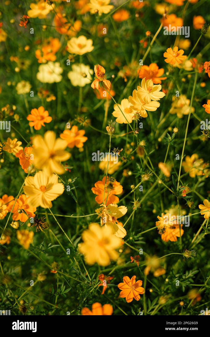 Gelbe Sommerblumen in der Natur Stockfoto