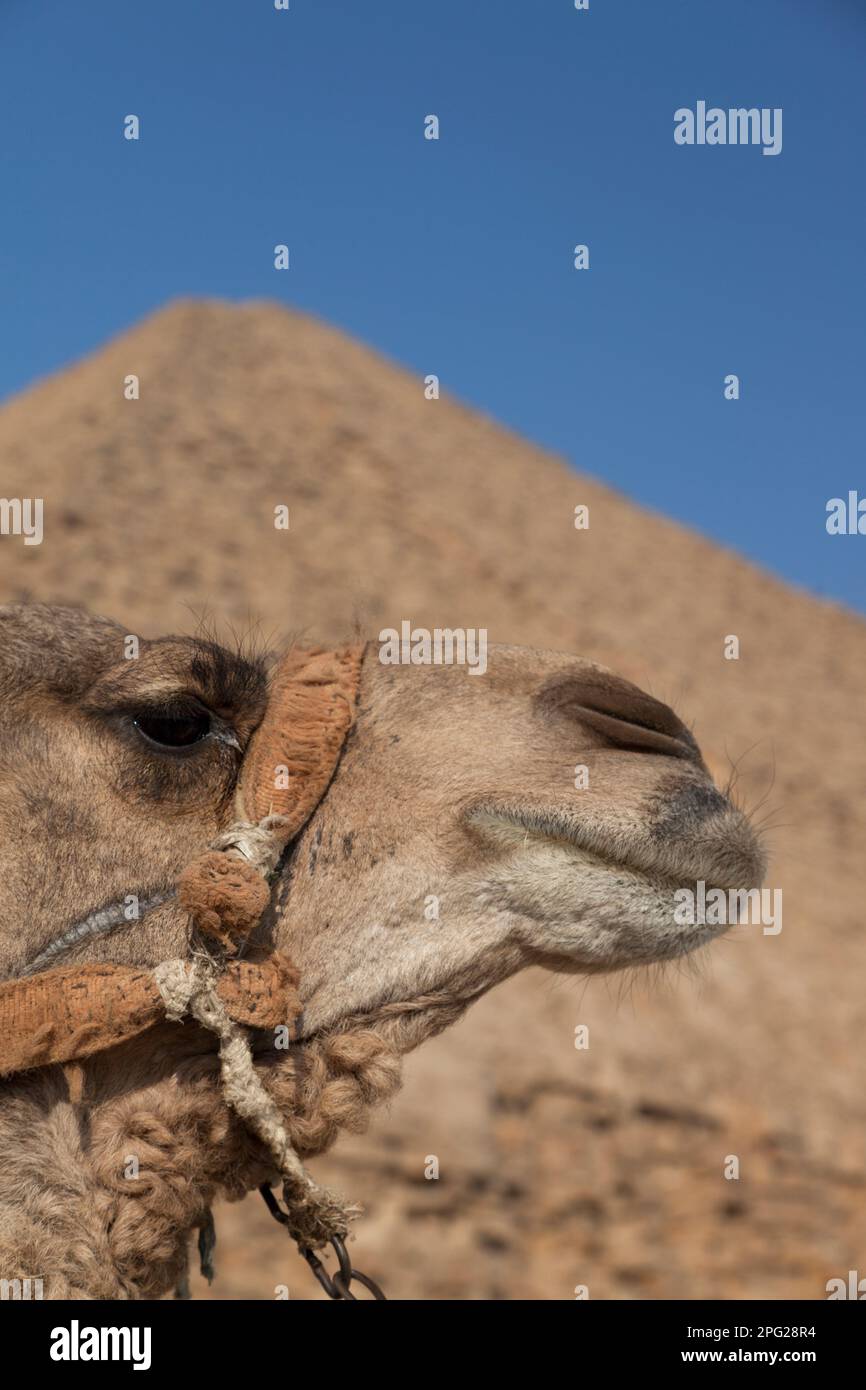 Ägypten, Dashur, Sneferus verbogene Pyramide mit Kamel im Vordergrund. Stockfoto
