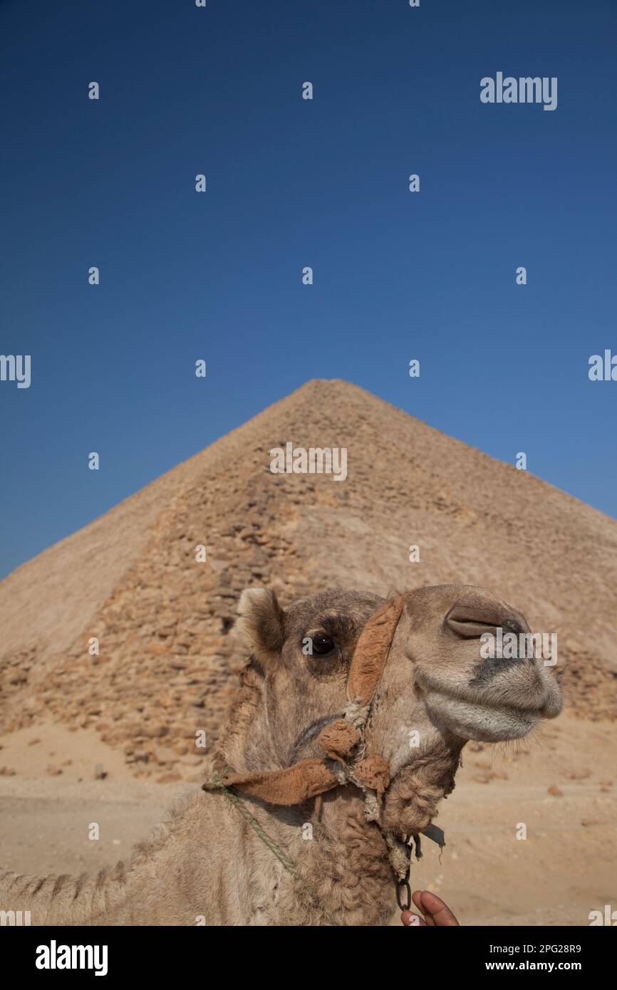 Ägypten, Dashur, Sneferus verbogene Pyramide mit Kamel im Vordergrund. Stockfoto